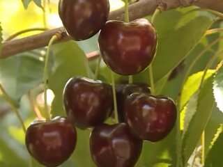 черешня