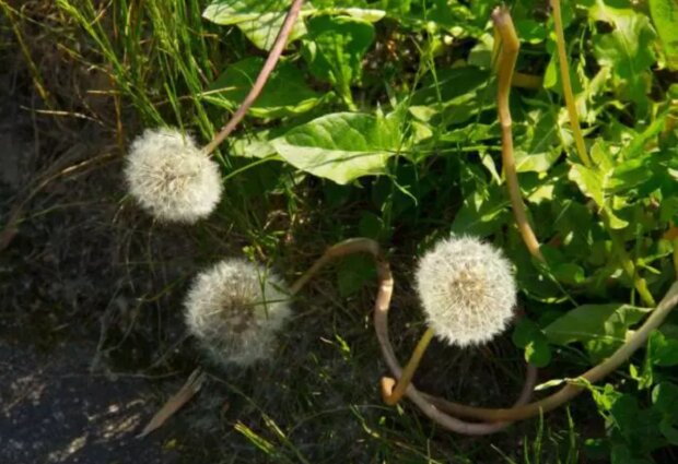 Одуванички, кадр из видео
