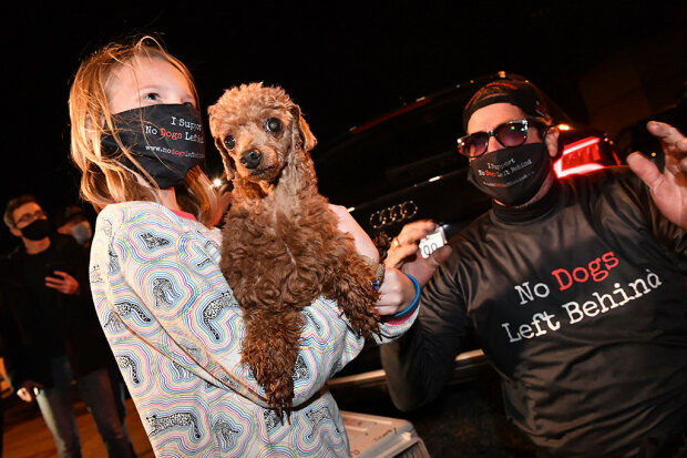 собак хотели пустить на мясо и съесть