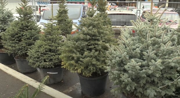 елочные базары, новый год