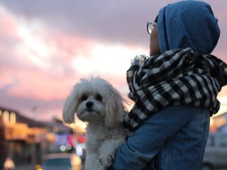 Девушка с собакой: скрин с видео