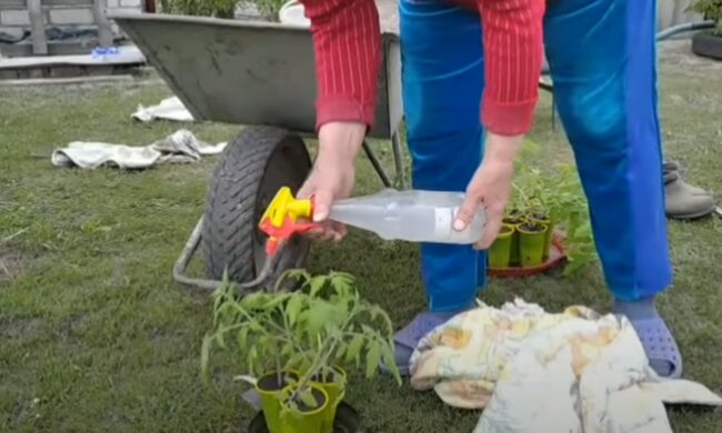 висадка розсади