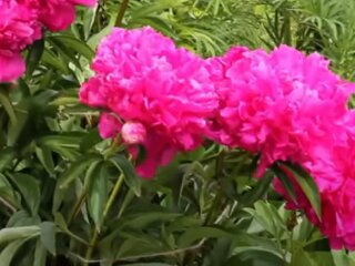 Цвітуть півонії в саду