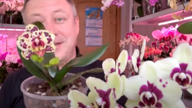 Лучше это сделать уже сейчас: хитрость, благодаря которой орхидея начнет пышно цвести