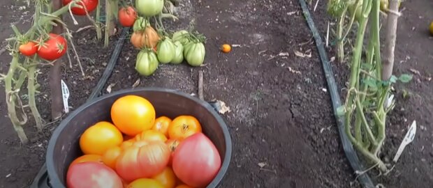 Урожай помідор