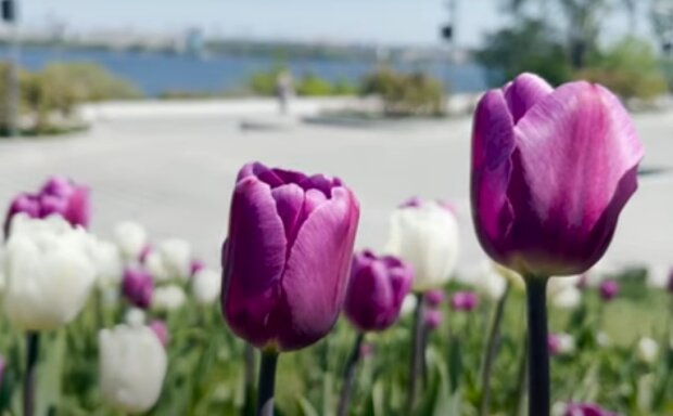 Використовуйте цей простий засіб: що потрібно зробити, щоб тюльпани довго цвіли та радували вас красою