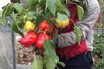 Обов'язково зробіть це: чим підгодувати болгарський перець, щоб він виріс розміром два кулаки