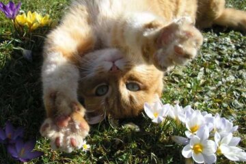 Весна, коты, фото из свободных источников
