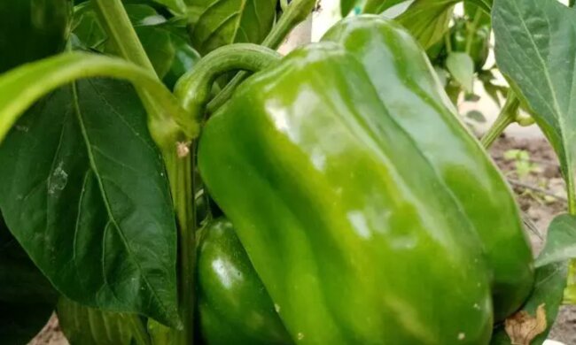 Перец, кадр из видео