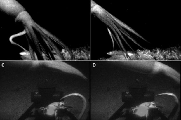 Знімок кальмара