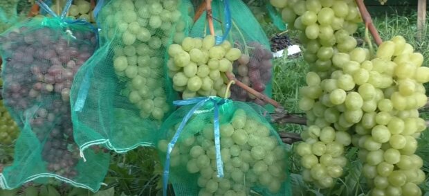 Урожай винограду