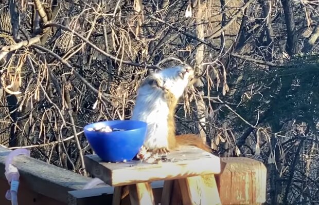 Белка, фото: кадр из видео