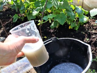 Молоко, город, зображення з вільних джерел