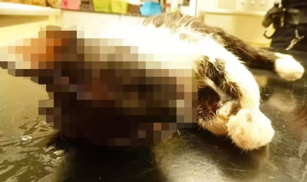Жінка жбурнула неслухняне кошеня в пральну машину