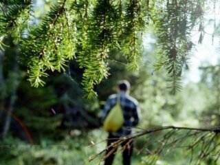 Лес, изображение из свободных источников