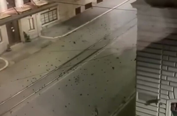 Вулиці Риму після нового року всіяли сотні тіл птахів