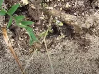 Мурахи на городі