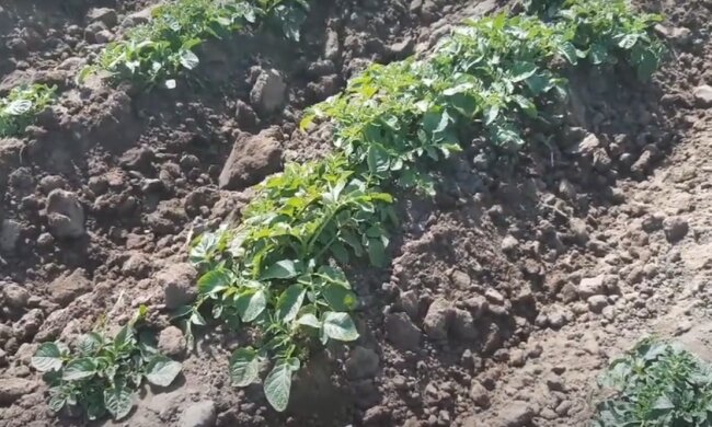 Урожай молодой картошки