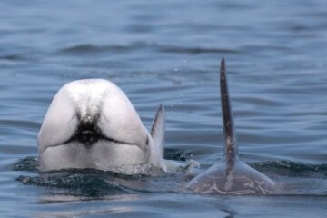 Фото білого дельфіна