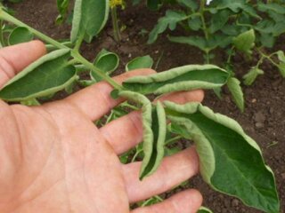 Листя, помідори, кадр з відео