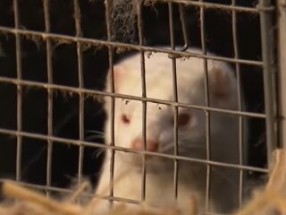 Норки, кадр из видео