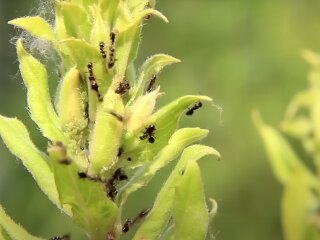 Шкідники на городі та в саду