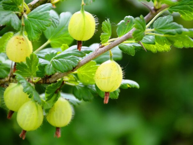 Крыжовник, изображение из свободных источников