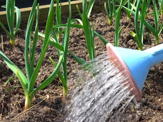 Часник, зображення з вільних джерел