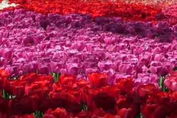 Тюльпаны