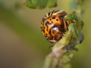 Колорадский жук