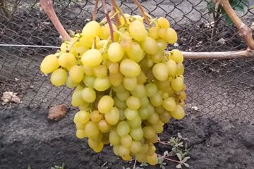Виноград, кадр из видео