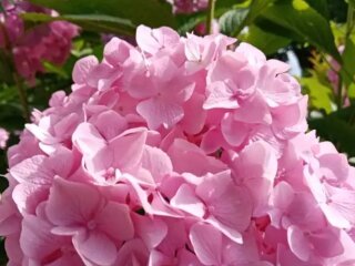 Гортензія, кадр з відео