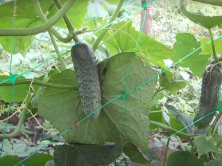 Урожай огірків