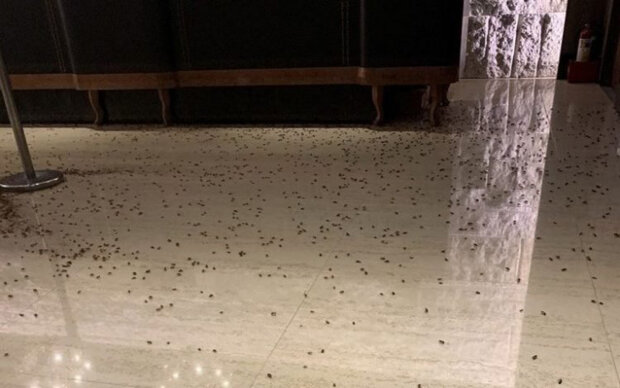 Тысячи тараканов захватили ресторан