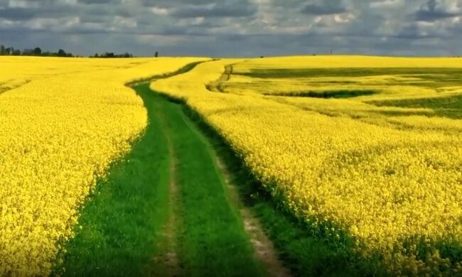 Землі України: скрін з відео