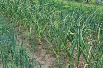 Часник, кадр з відео