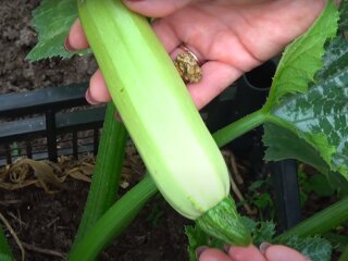 Урожай кабачків