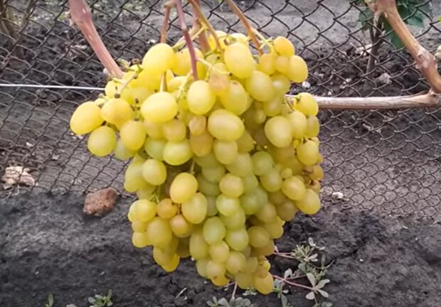 Виноград, кадр з відео