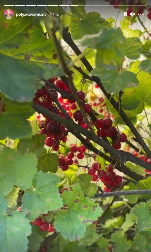 урожай Олі Полякової