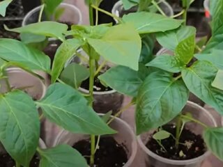 Розсада перцю