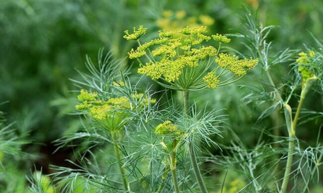 Укроп, фото из свободных источников