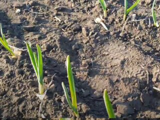 Підкормка часнику весною