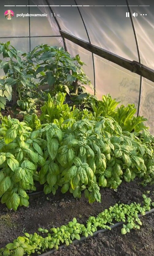 урожай Олі Полякової