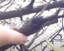 Обрезка дерева