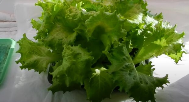 Урожай вас здивує: як виростити пишний салат прямо на підвіконні