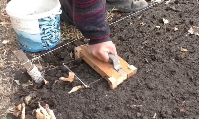 Посадка часнику та цибулі