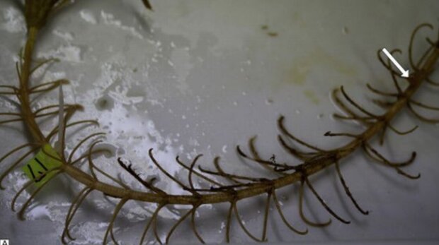 Скам'янілість