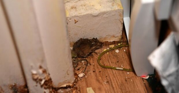 Мертвий щур