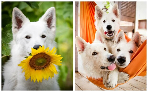 собаки у полі