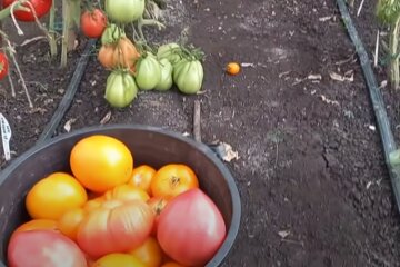 Урожай помидор